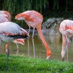 Like a Flamingo